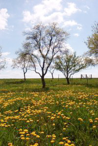 Kräuterwiese